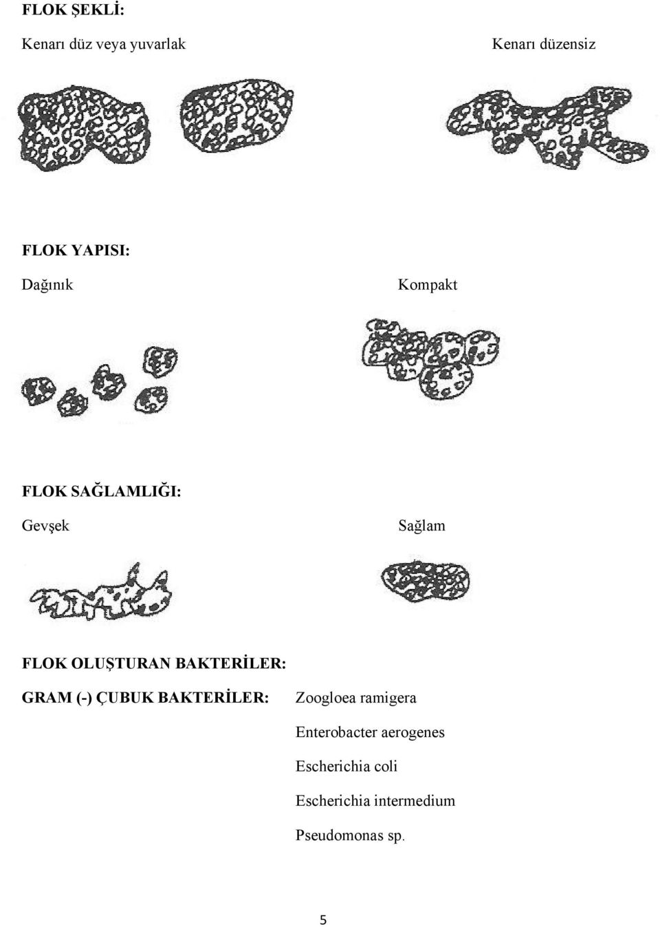 BAKTERİLER: GRAM (-) ÇUBUK BAKTERİLER: Zoogloea ramigera