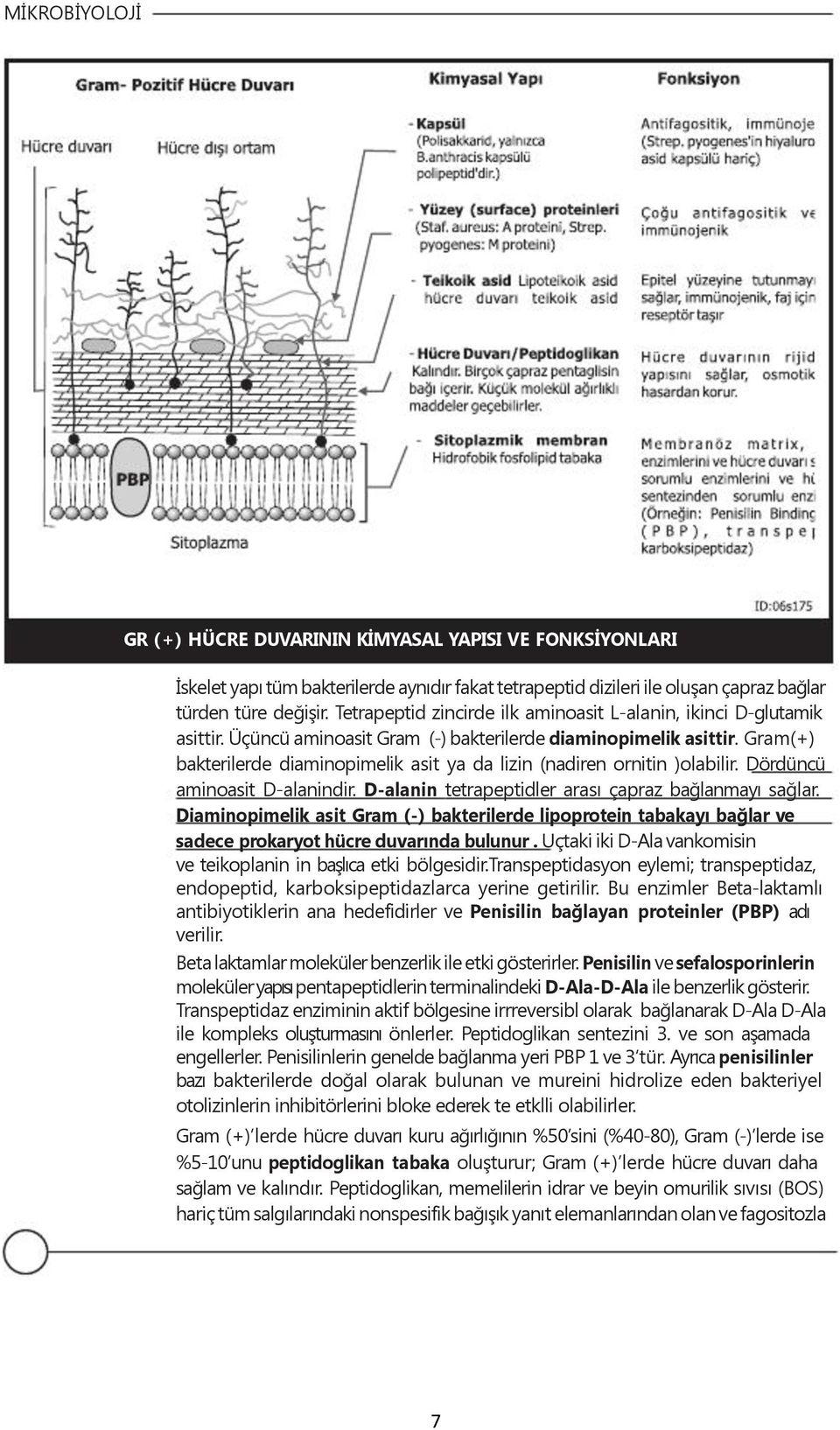 Gram(+) bakterilerde diaminopimelik asit ya da lizin (nadiren ornitin )olabilir. Dördüncü aminoasit D-alanindir. D-alanin tetrapeptidler arası çapraz bağlanmayı sağlar.