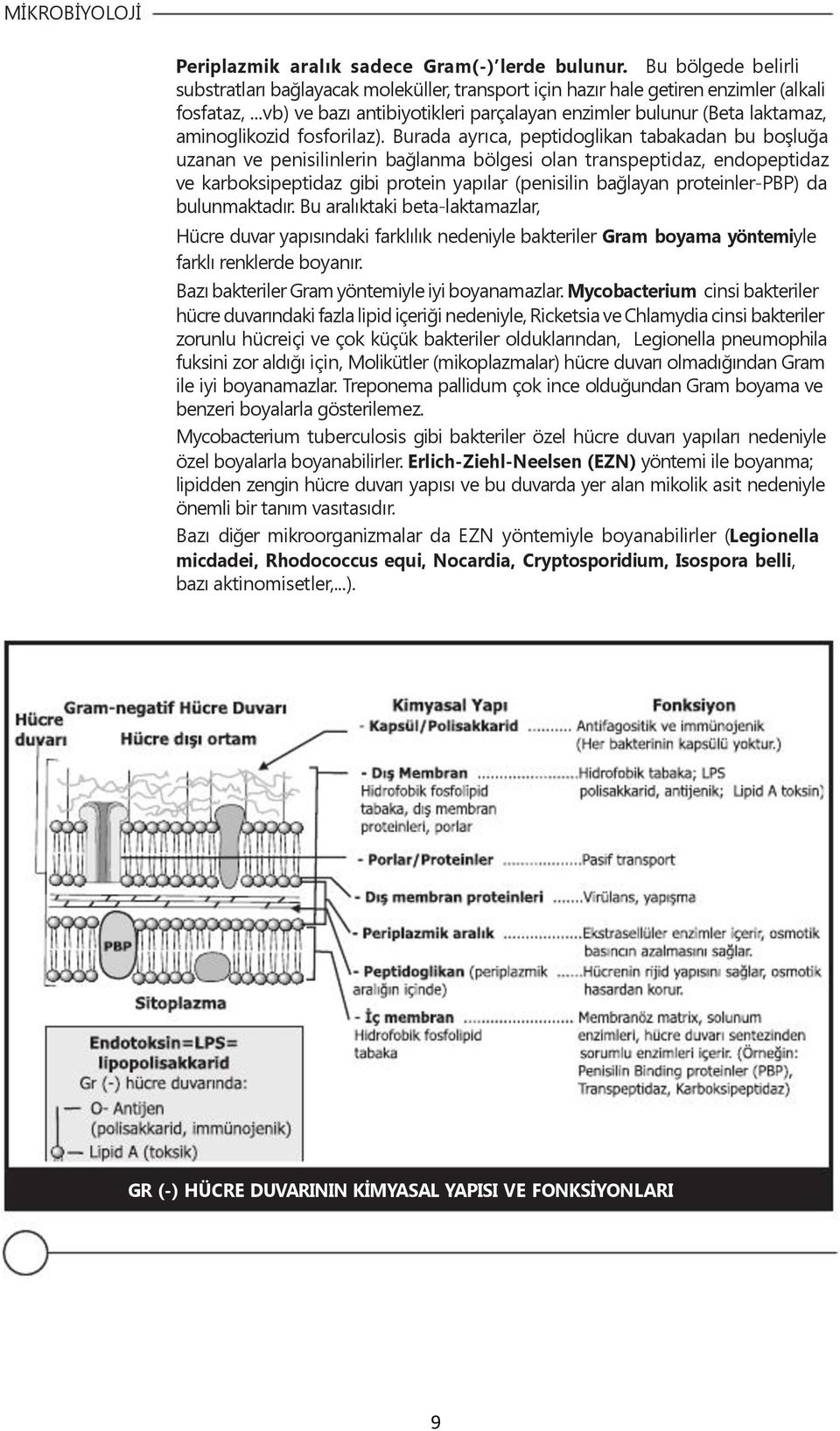 Burada ayrıca, peptidoglikan tabakadan bu boşluğa uzanan ve penisilinlerin bağlanma bölgesi olan transpeptidaz, endopeptidaz ve karboksipeptidaz gibi protein yapılar (penisilin bağlayan