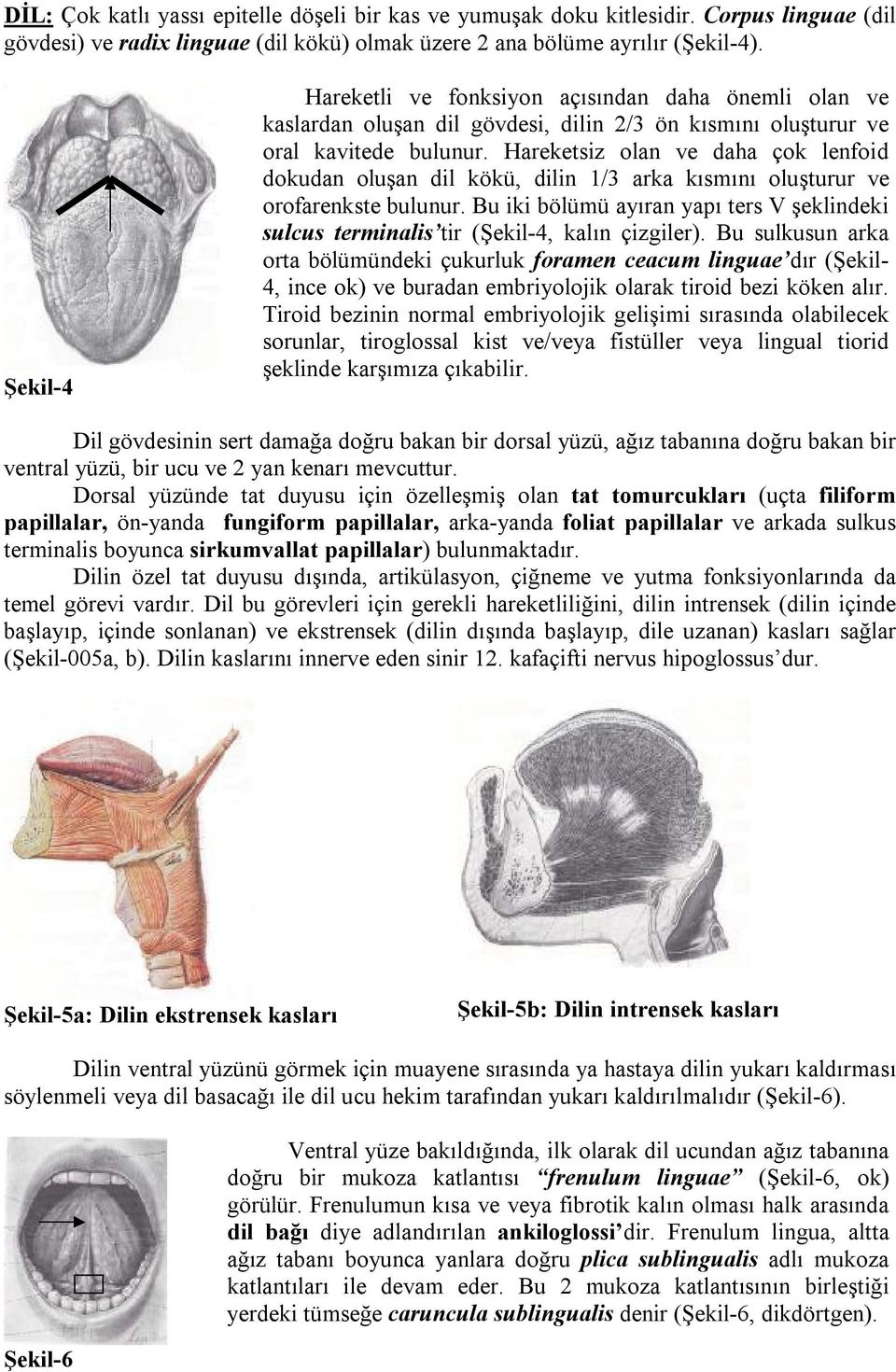 Hareketsiz olan ve daha çok lenfoid dokudan oluşan dil kökü, dilin 1/3 arka kısmını oluşturur ve orofarenkste bulunur.