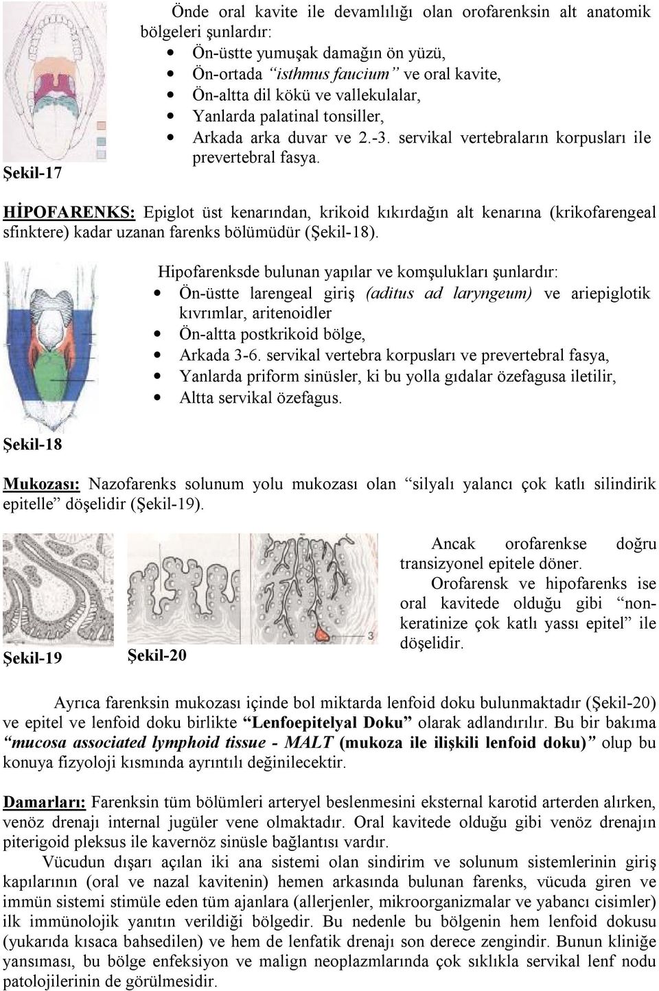 HİPOFARENKS: Epiglot üst kenarından, krikoid kıkırdağın alt kenarına (krikofarengeal sfinktere) kadar uzanan farenks bölümüdür (Şekil-18).