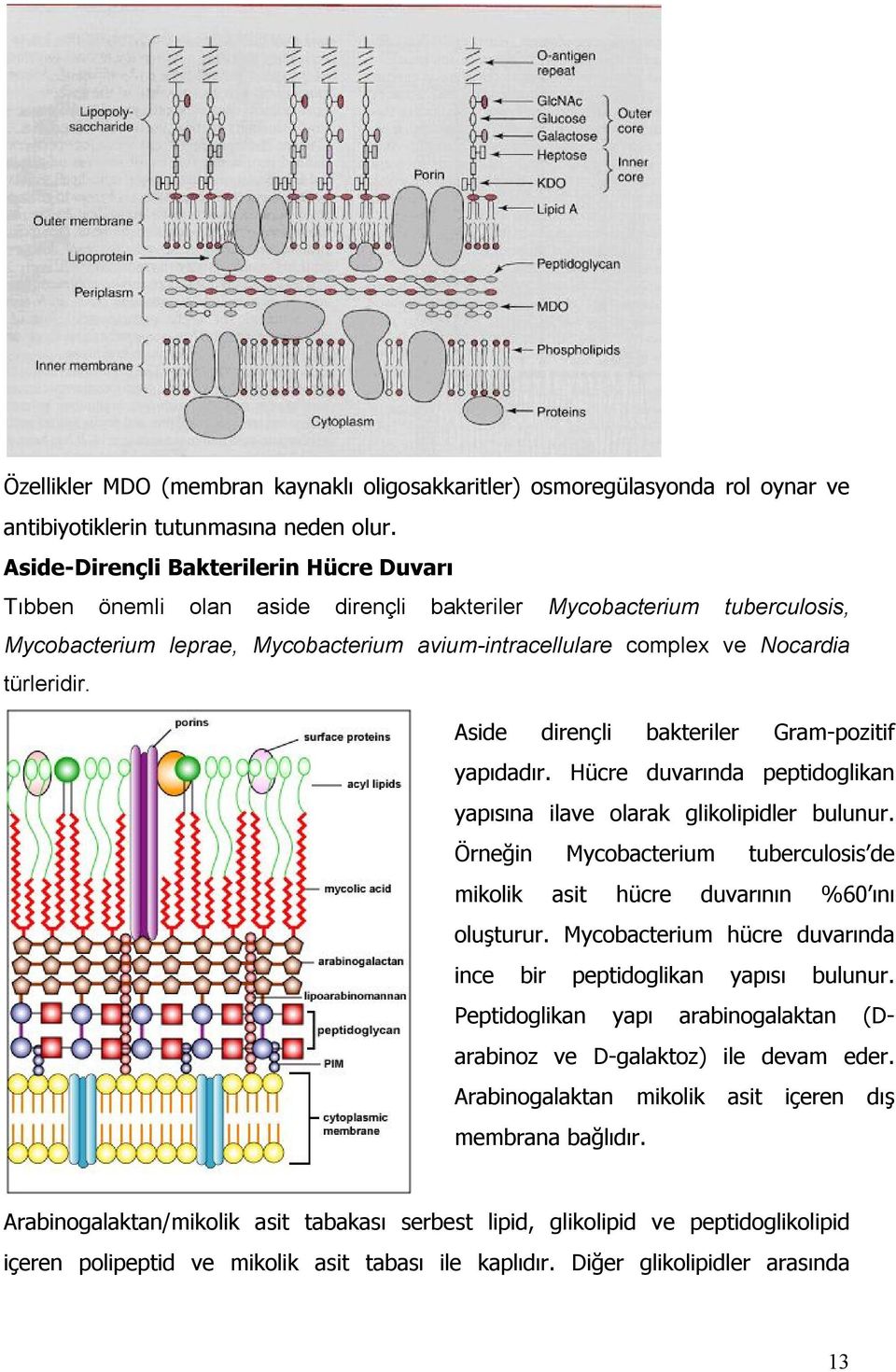 türleridir. Aside dirençli bakteriler Gram-pozitif yapıdadır. Hücre duvarında peptidoglikan yapısına ilave olarak glikolipidler bulunur.