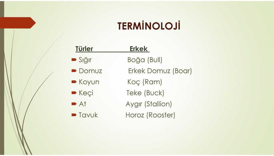 (Bull) Erkek Domuz (Boar) Koç (Ram)