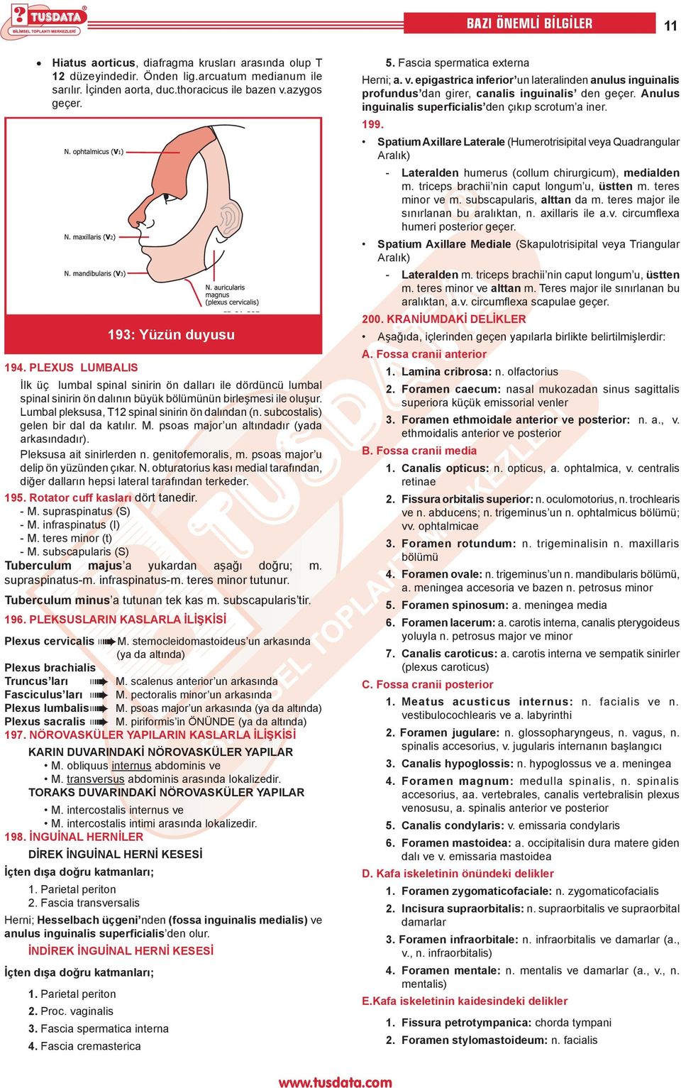 Lumbal pleksusa, T12 spinal sinirin ön dalından (n. subcostalis) gelen bir dal da katılır. M. psoas major un altındadır (yada arkasındadır). Pleksusa ait sinirlerden n. genitofemoralis, m.