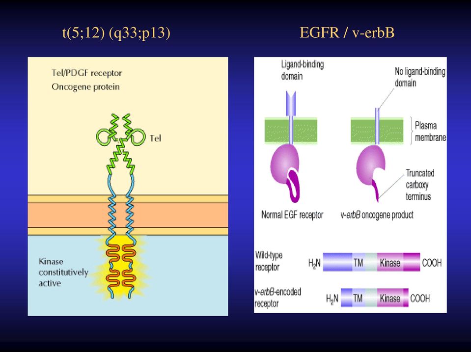 EGFR /