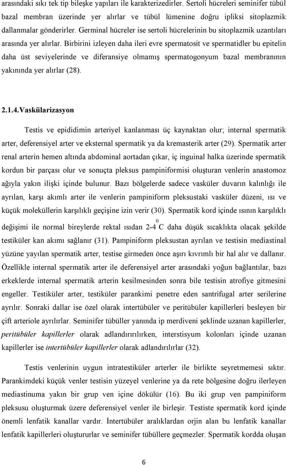 Germinal hücreler ise sertoli hücrelerinin bu sitoplazmik uzantıları arasında yer alırlar.