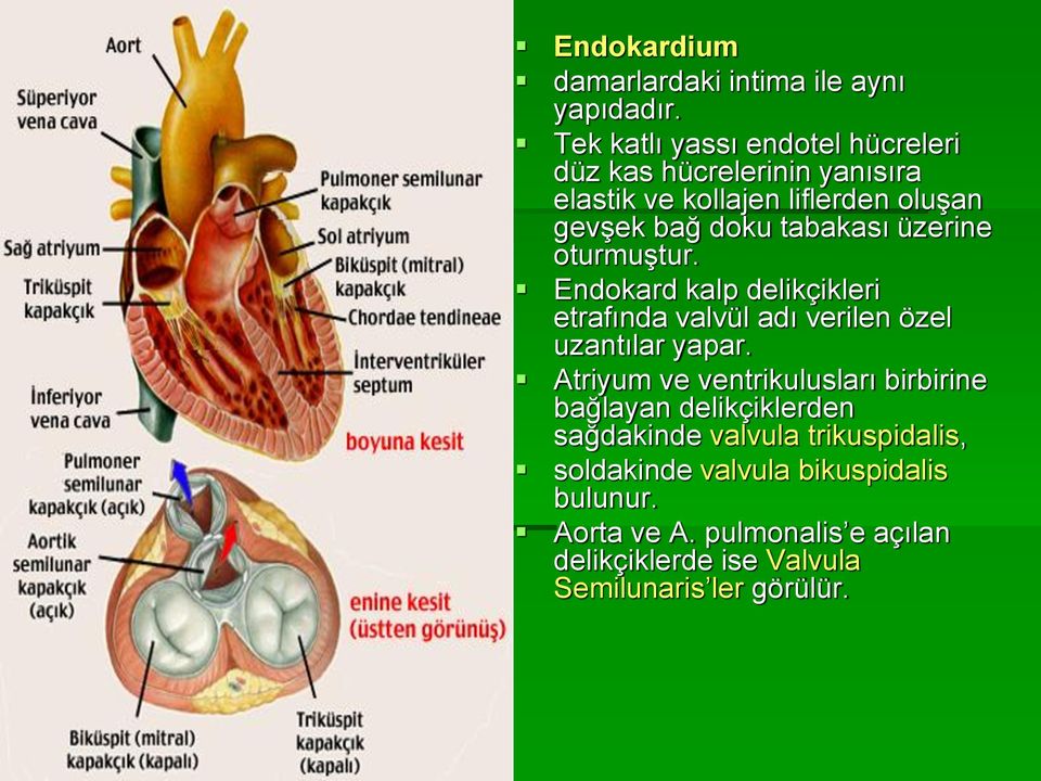 tabakası üzerine oturmuştur. Endokard kalp delikçikleri etrafında valvül adı verilen özel uzantılar yapar.