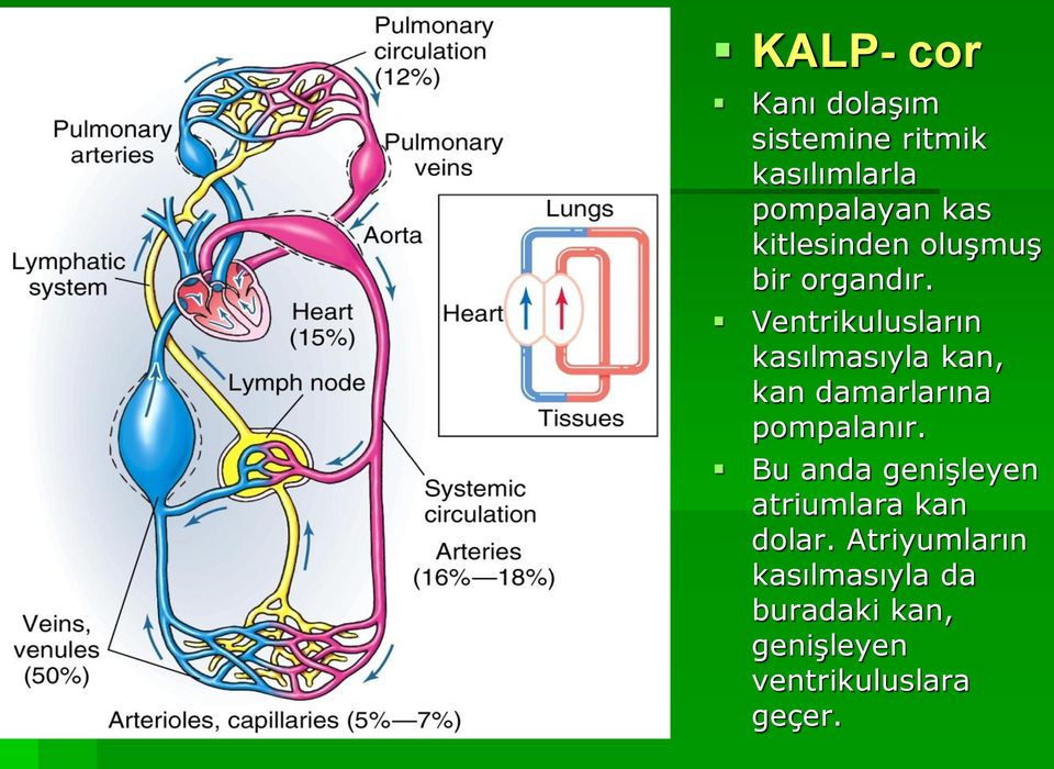 Ventrikulusların kasılmasıyla kan, kan damarlarına pompalanır.