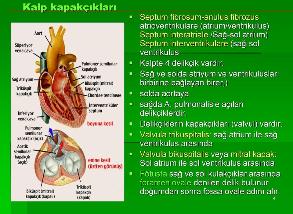 pulmonalis e açılan delikçiklerdir. Delikçiklerin kapakçıkları (valvul) vardır.