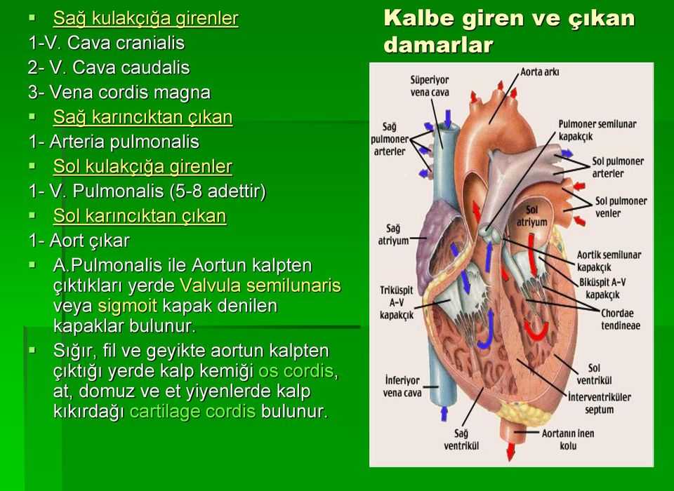 Pulmonalis (5-8 adettir) Sol karıncıktan çıkan 1- Aort çıkar A.