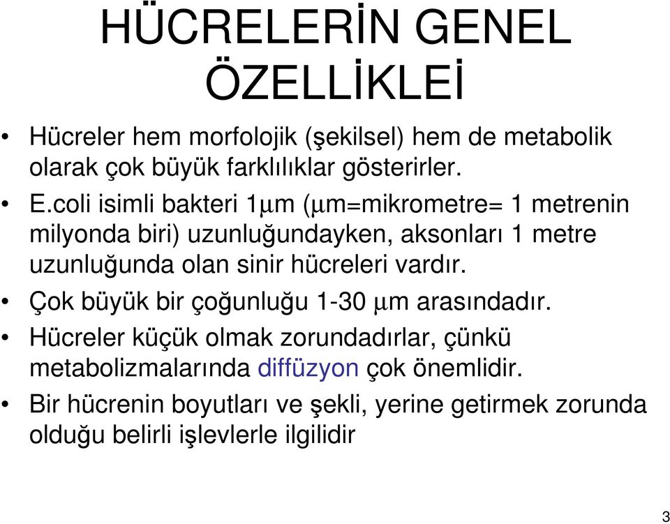 sinir hücreleri vardır. Çok büyük bir çoğunluğu 1-30 µm arasındadır.