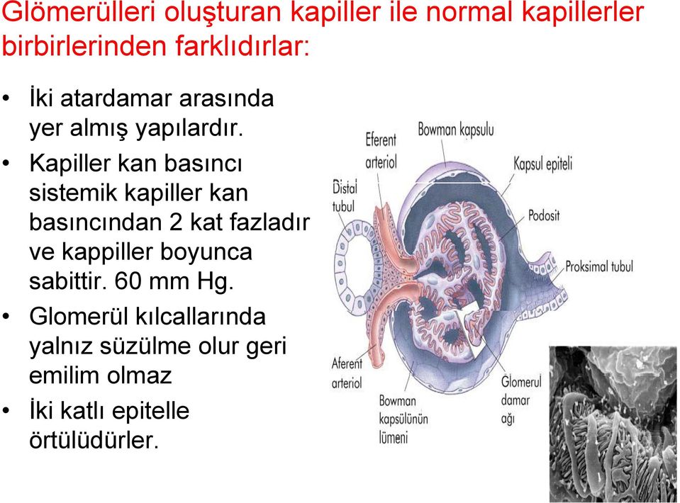 Kapiller kan basıncı sistemik kapiller kan basıncından 2 kat fazladır ve kappiller