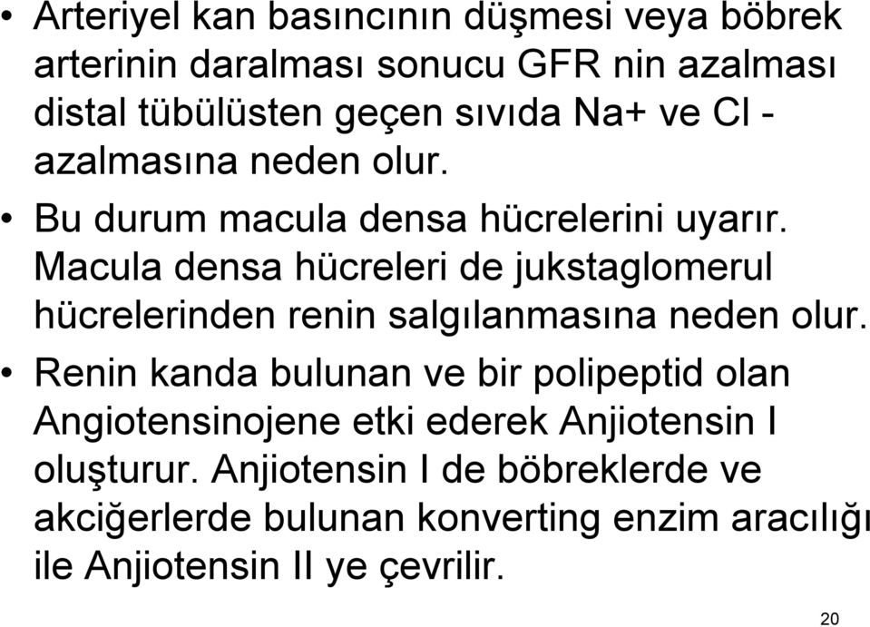 Macula densa hücreleri de jukstaglomerul hücrelerinden renin salgılanmasına neden olur.