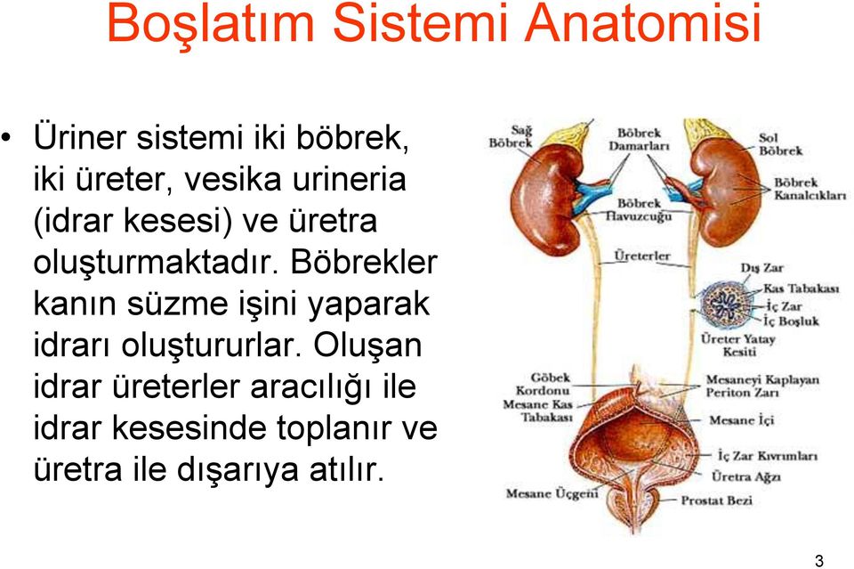 Böbrekler kanın süzme işini yaparak idrarı oluştururlar.