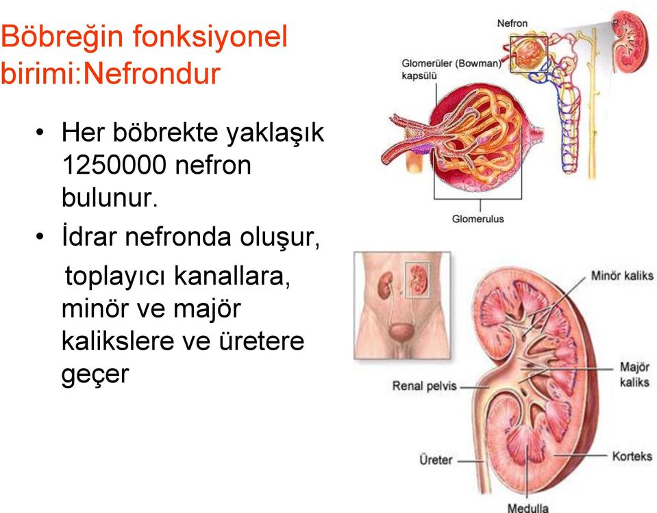 İdrar nefronda oluşur, toplayıcı