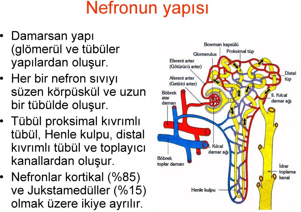 Tübül proksimal kıvrımlı tübül, Henle kulpu, distal kıvrımlı tübül ve