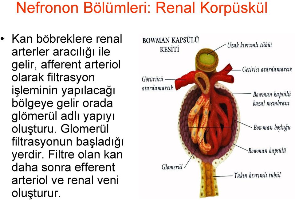 gelir orada glömerül adlı yapıyı oluşturu.