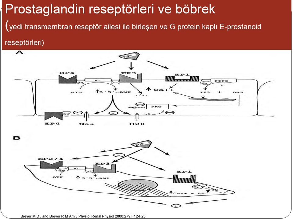 protein kaplı E-prostanoid reseptörleri) Breyer M