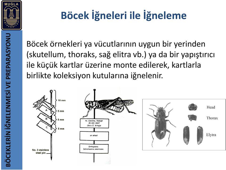 thoraks, sağ elitra vb.