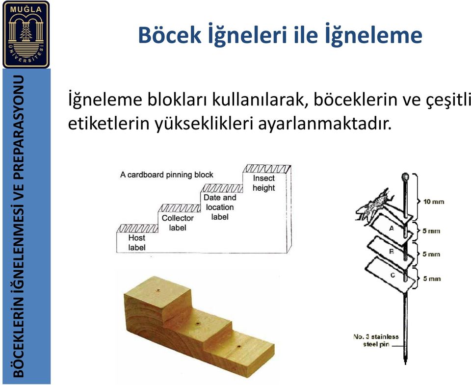 blokları kullanılarak, böceklerin ve