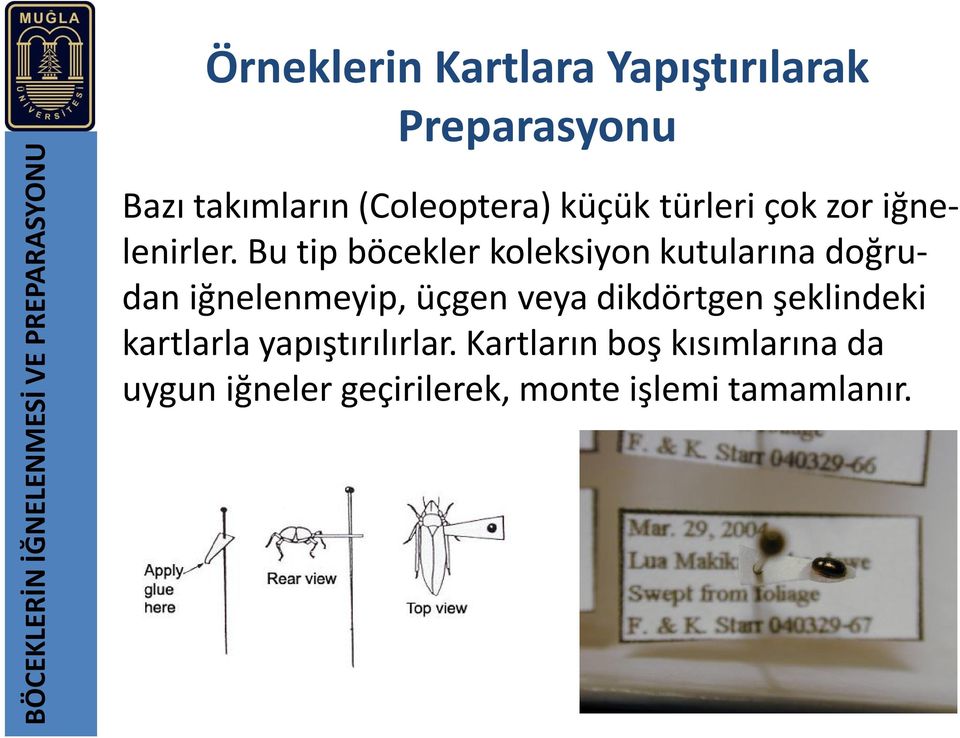 Bu tip böcekler koleksiyon kutularına doğrudan iğnelenmeyip, üçgen veya