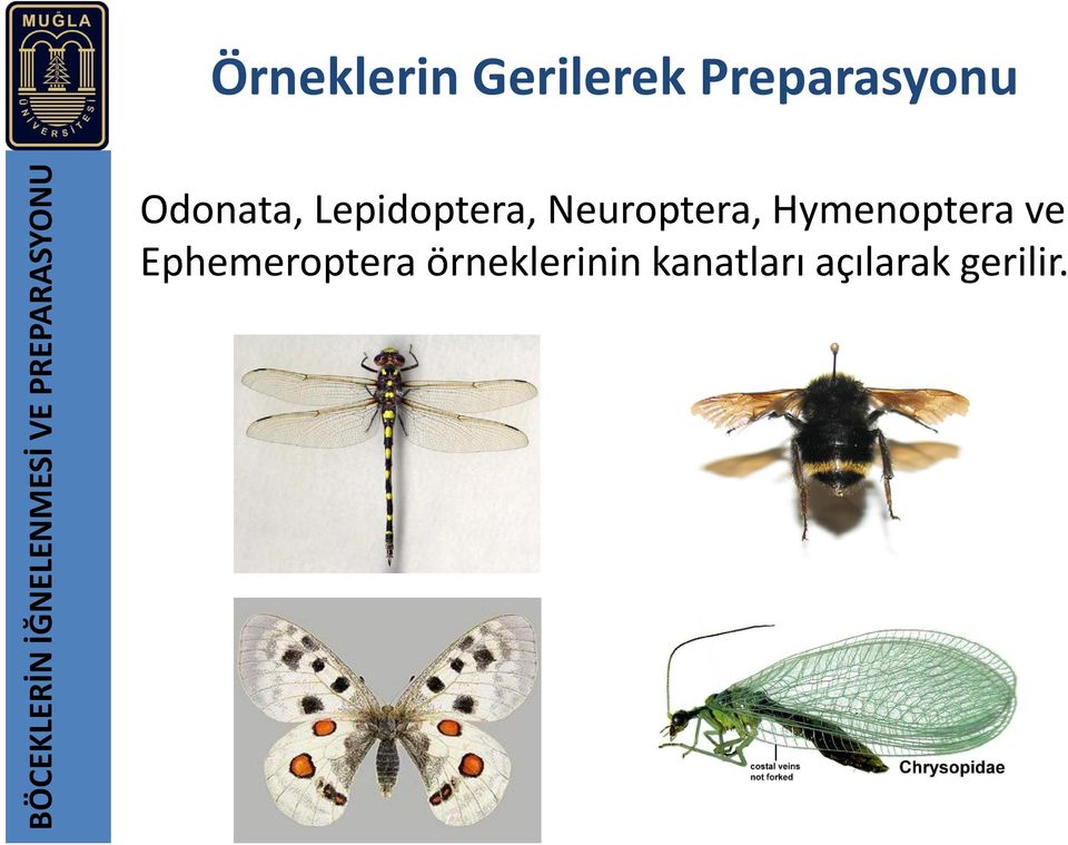 Odonata, Lepidoptera, Neuroptera,