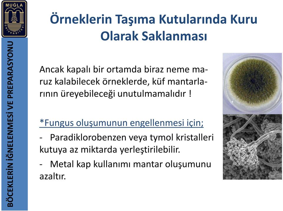 *Fungus oluşumunun engellenmesi için; - Paradiklorobenzen veya tymol kristalleri