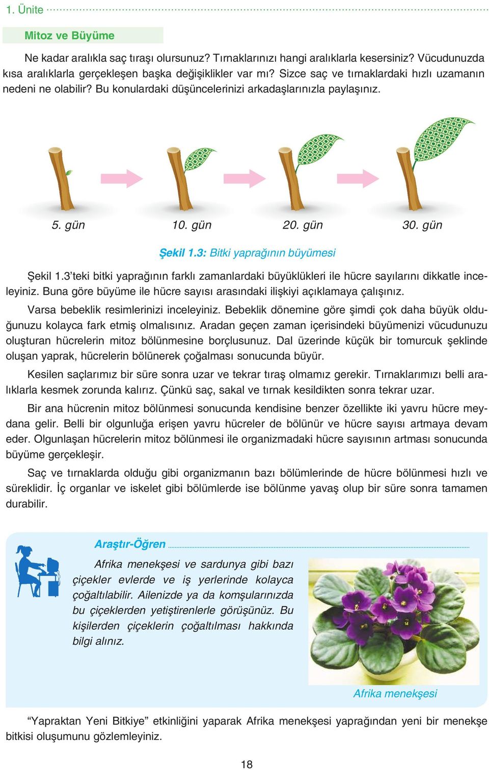 3 teki bitki yaprağının farklı zamanlardaki büyüklükleri ile hücre sayılarını dikkatle inceleyiniz. Buna göre büyüme ile hücre sayısı arasındaki ilişkiyi açıklamaya çalışınız.