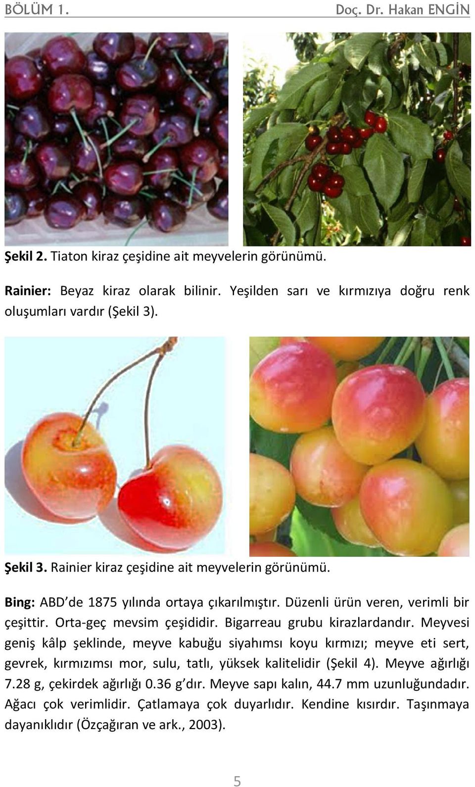 Bigarreau grubu kirazlardandır. Meyvesi geniş kâlp şeklinde, meyve kabuğu siyahımsı koyu kırmızı; meyve eti sert, gevrek, kırmızımsı mor, sulu, tatlı, yüksek kalitelidir (Şekil 4).