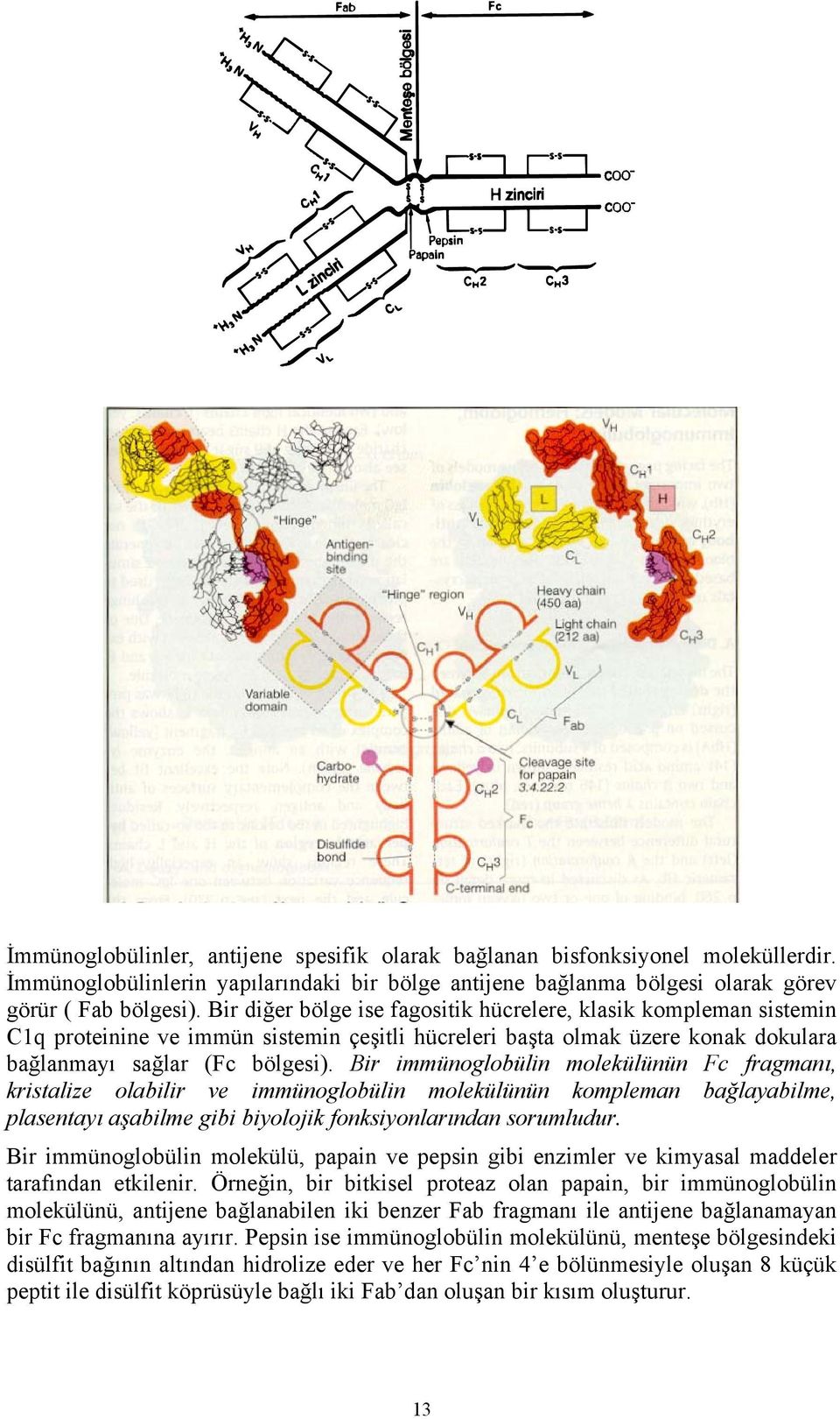 Bir immünoglobülin molekülünün Fc fragmanı, kristalize olabilir ve immünoglobülin molekülünün kompleman bağlayabilme, plasentayı aşabilme gibi biyolojik fonksiyonlarından sorumludur.