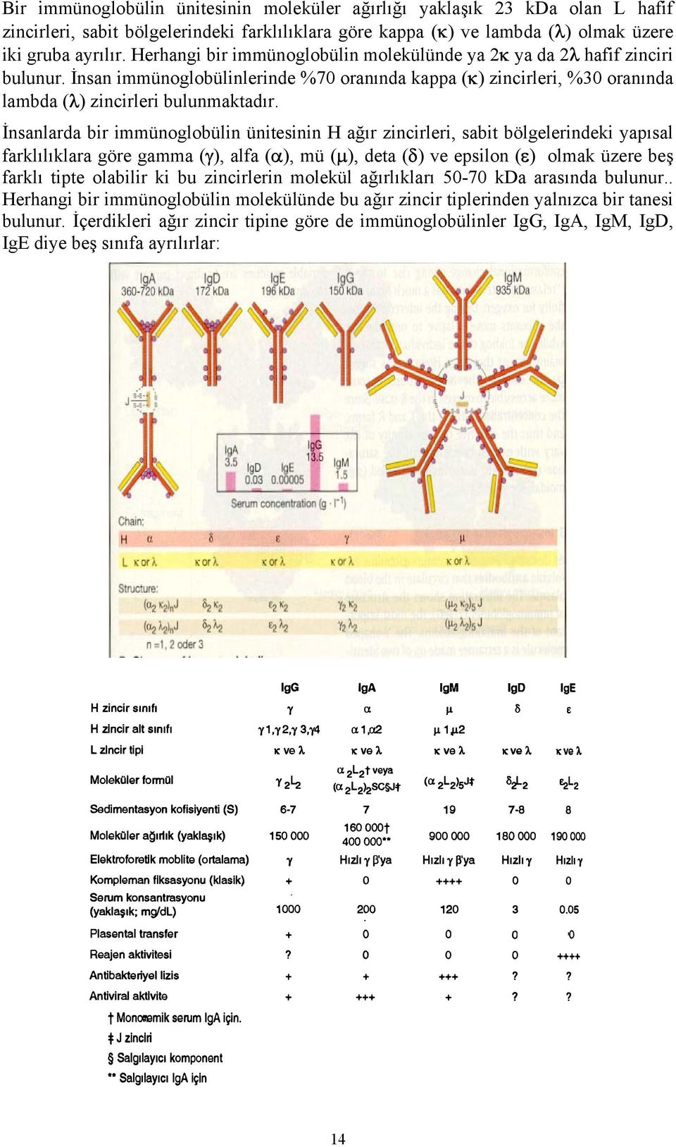 İnsanlarda bir immünoglobülin ünitesinin H ağır zincirleri, sabit bölgelerindeki yapısal farklılıklara göre gamma (γ), alfa (α), mü (µ), deta (δ) ve epsilon (ε) olmak üzere beş farklı tipte olabilir