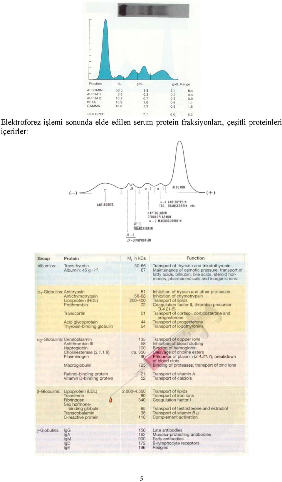 protein fraksiyonları,