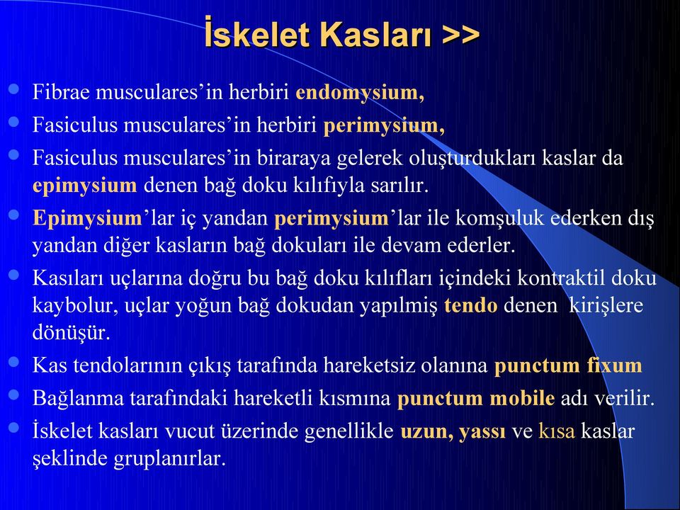 Kasıları uçlarına doğru bu bağ doku kılıfları içindeki kontraktil doku kaybolur, uçlar yoğun bağ dokudan yapılmiş tendo denen kirişlere dönüşür.