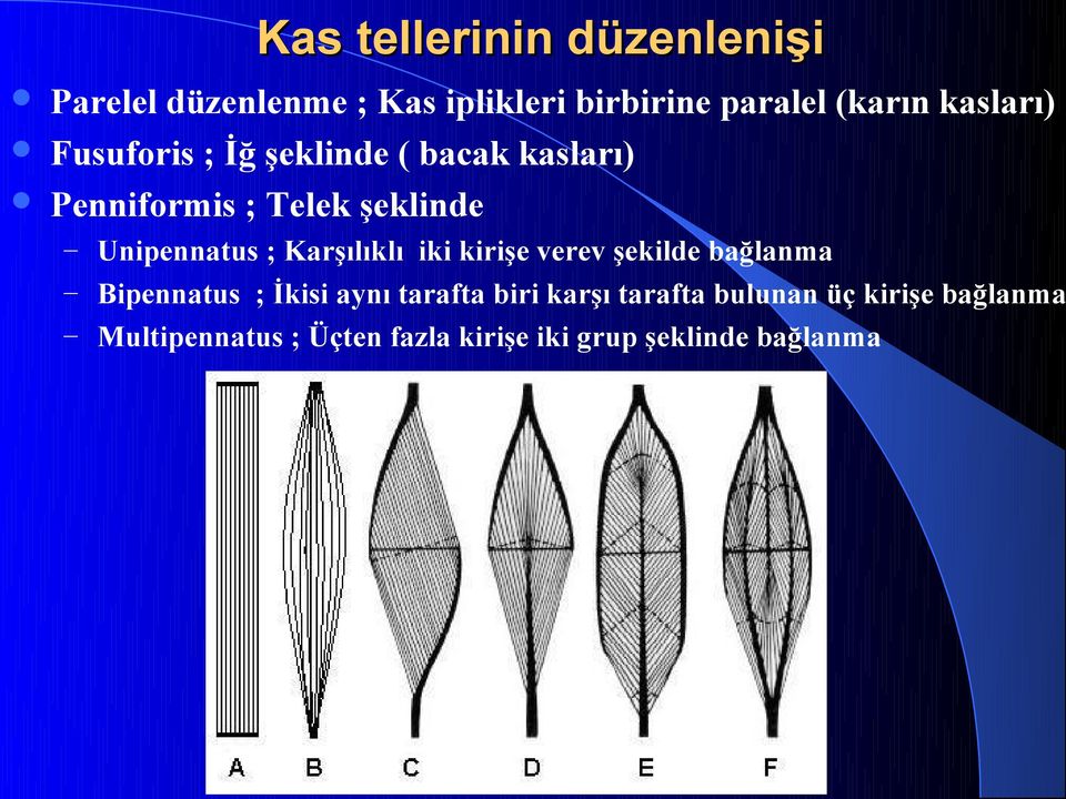 ; Karşılıklı iki kirişe verev şekilde bağlanma Bipennatus ; İkisi aynı tarafta biri karşı