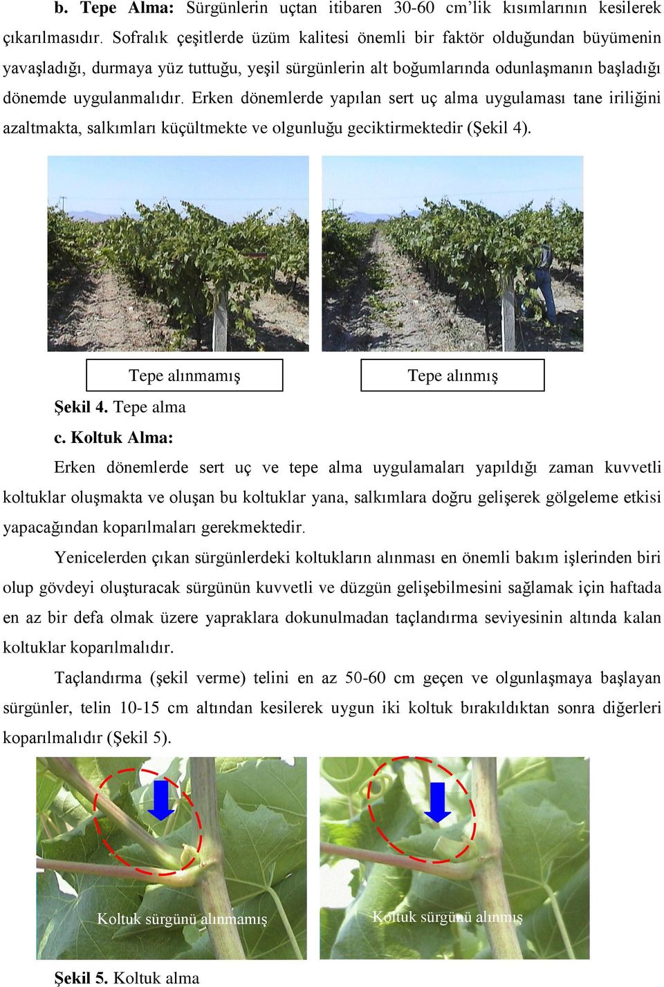 Erken dönemlerde yapılan sert uç alma uygulaması tane iriliğini azaltmakta, salkımları küçültmekte ve olgunluğu geciktirmektedir (Şekil 4). Tepe alınmamış Tepe alınmış ġekil 4. Tepe alma c.