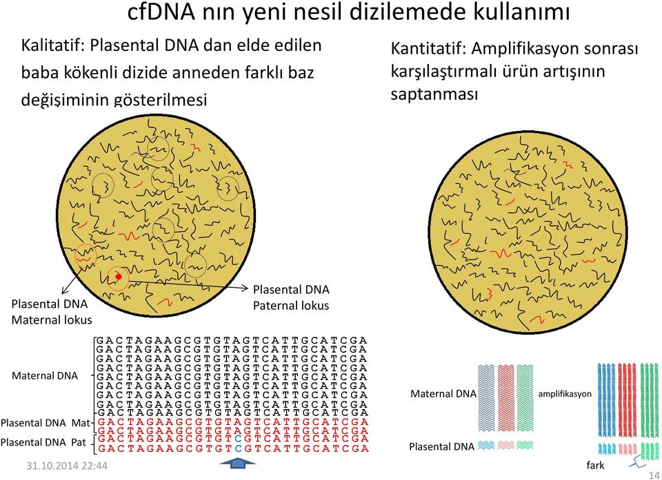 Plasental DNA Maternal lokus Plasental DNA Paternal lokus Maternal DNA Plasental DNA Mat Plasental DNA Pat 31.10.
