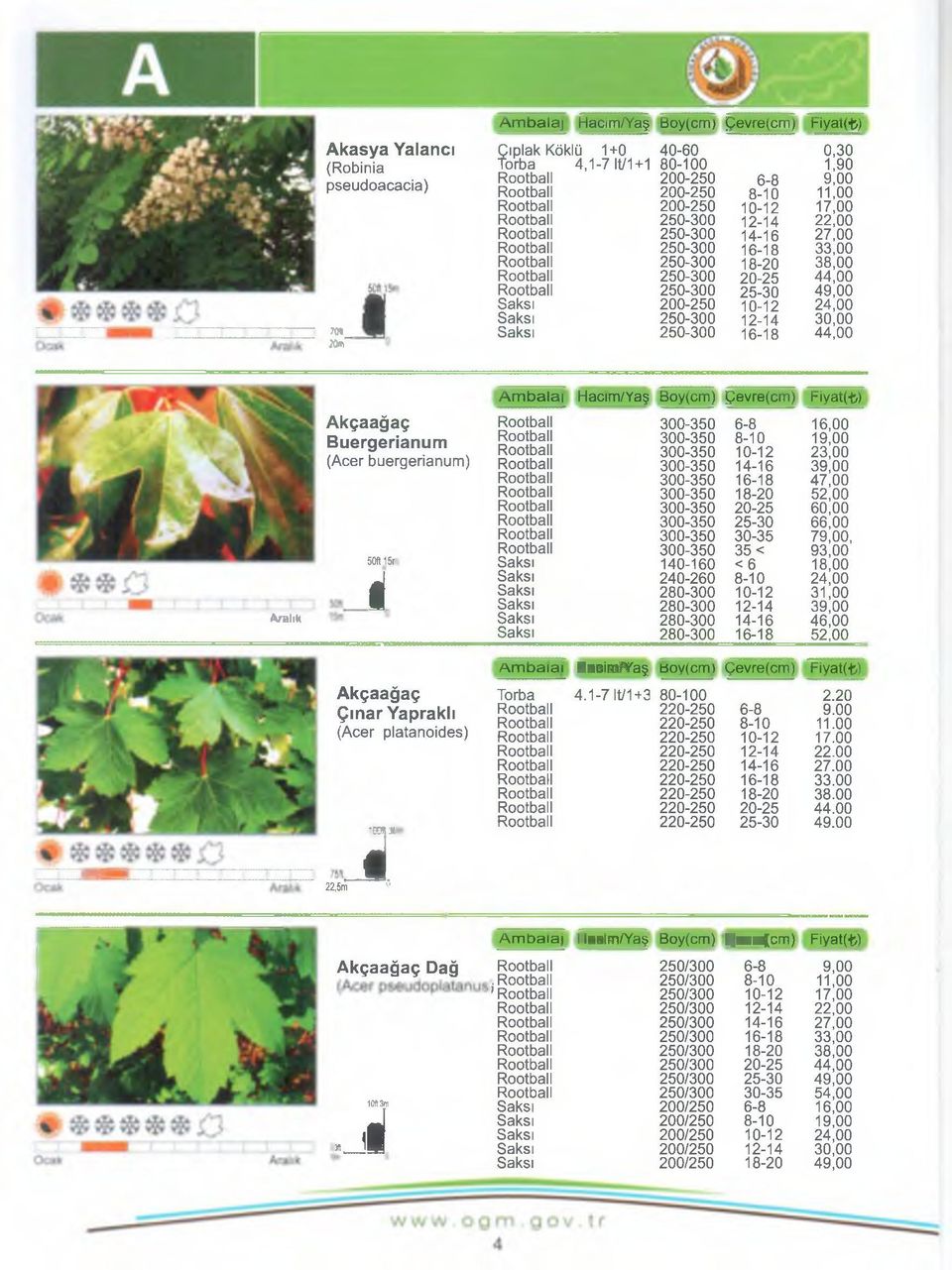 Buergerianum (Acer buergerianum) 50ft 15r i Akçaağaç Çınar Yapraklı (Acer platanoides) J, Am balaı Hacım/Yaş Boy(cm) Çevre(cm) Fiyat(fc) 300-350 6-8 16,00 300-350 8-10 19,00 300-350 10-12 23,00