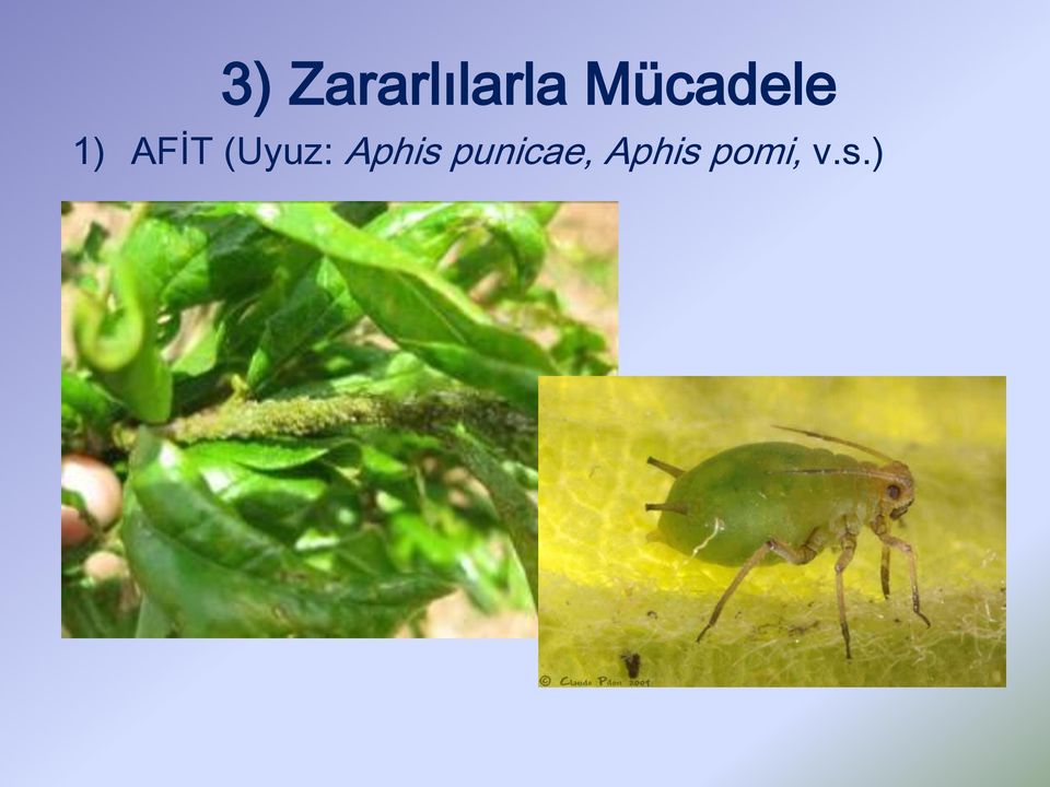 (Uyuz: Aphis