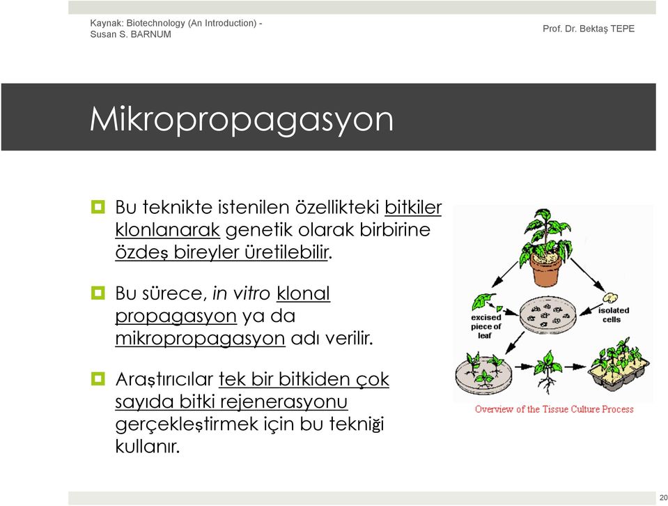 Bu sürece, in vitro klonal propagasyon ya da mikropropagasyon adı verilir.