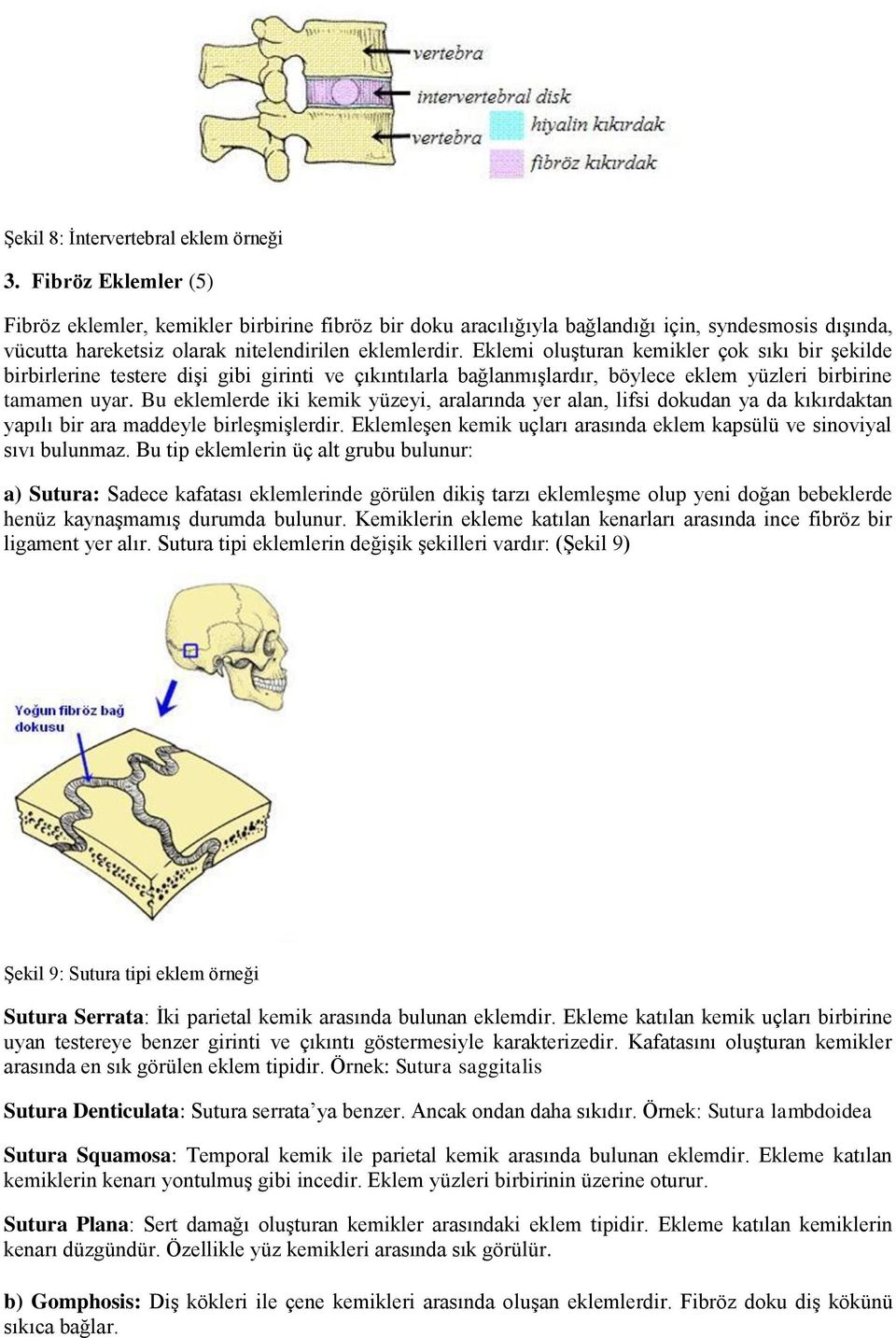 Eklemi oluşturan kemikler çok sıkı bir şekilde birbirlerine testere dişi gibi girinti ve çıkıntılarla bağlanmışlardır, böylece eklem yüzleri birbirine tamamen uyar.