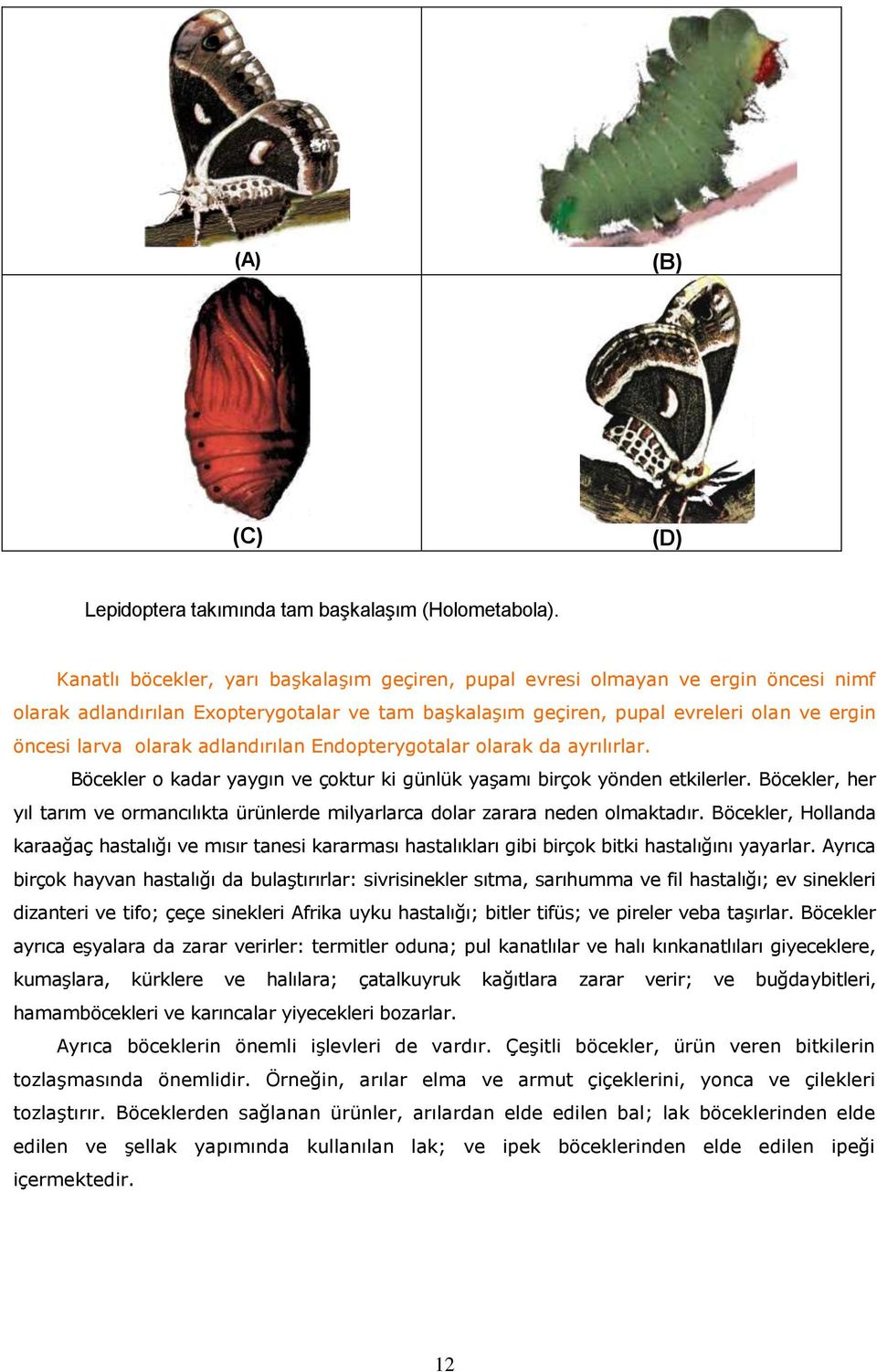 adlandırılan Endopterygotalar olarak da ayrılırlar. Böcekler o kadar yaygın ve çoktur ki günlük yaşamı birçok yönden etkilerler.