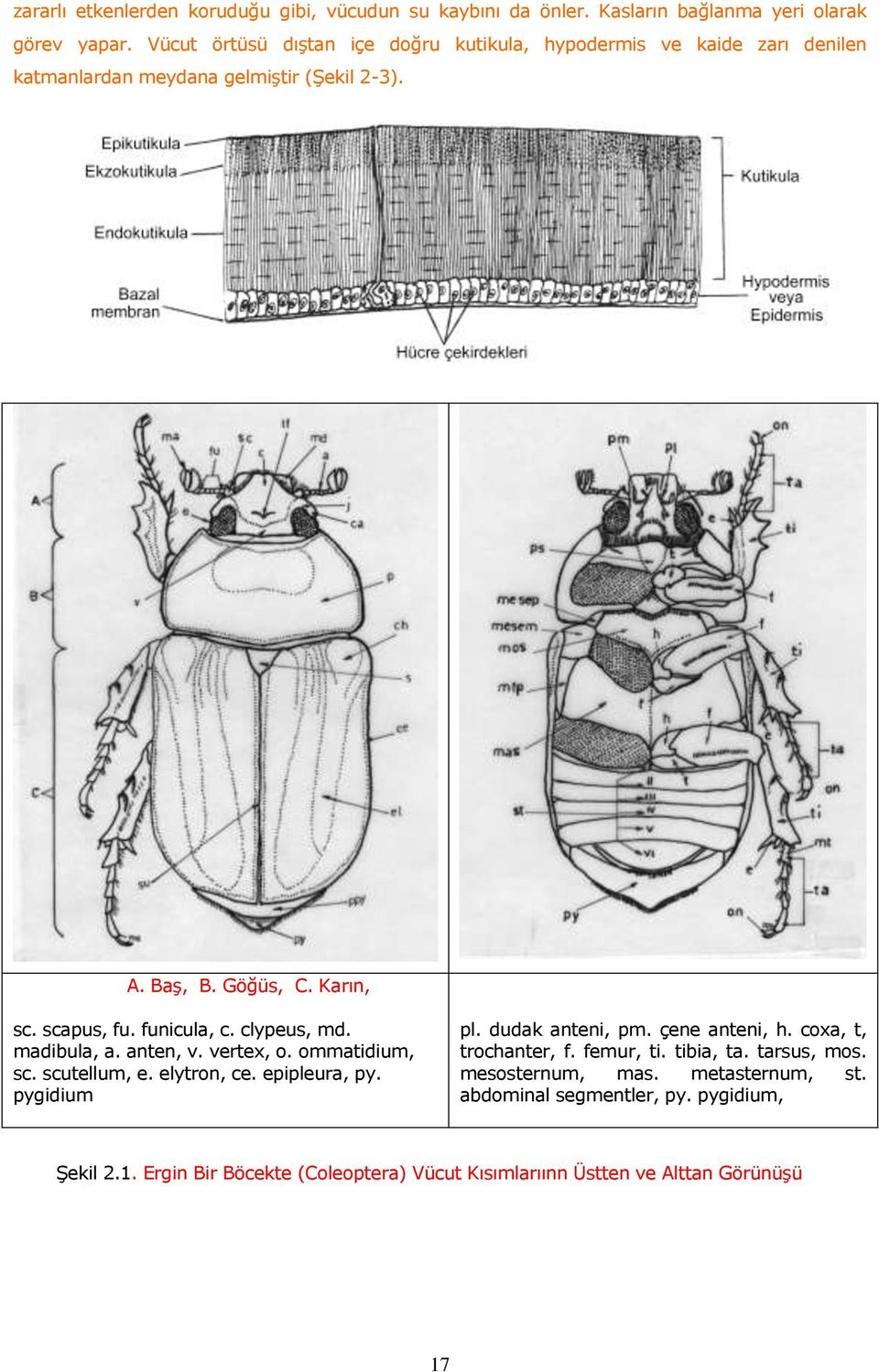 funicula, c. clypeus, md. madibula, a. anten, v. vertex, o. ommatidium, sc. scutellum, e. elytron, ce. epipleura, py. pygidium pl. dudak anteni, pm.