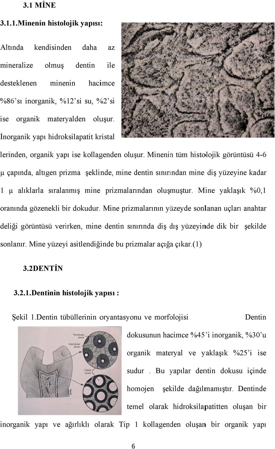 Mineninn tüm histolojik görüntüsü 4-6 µ çapında, altıgen prizma şeklinde, mine dentin sınırından mine diş yüzeyine kadar 1 µ alıklarla sıralanmış mine prizmalarından oluşmuştur.