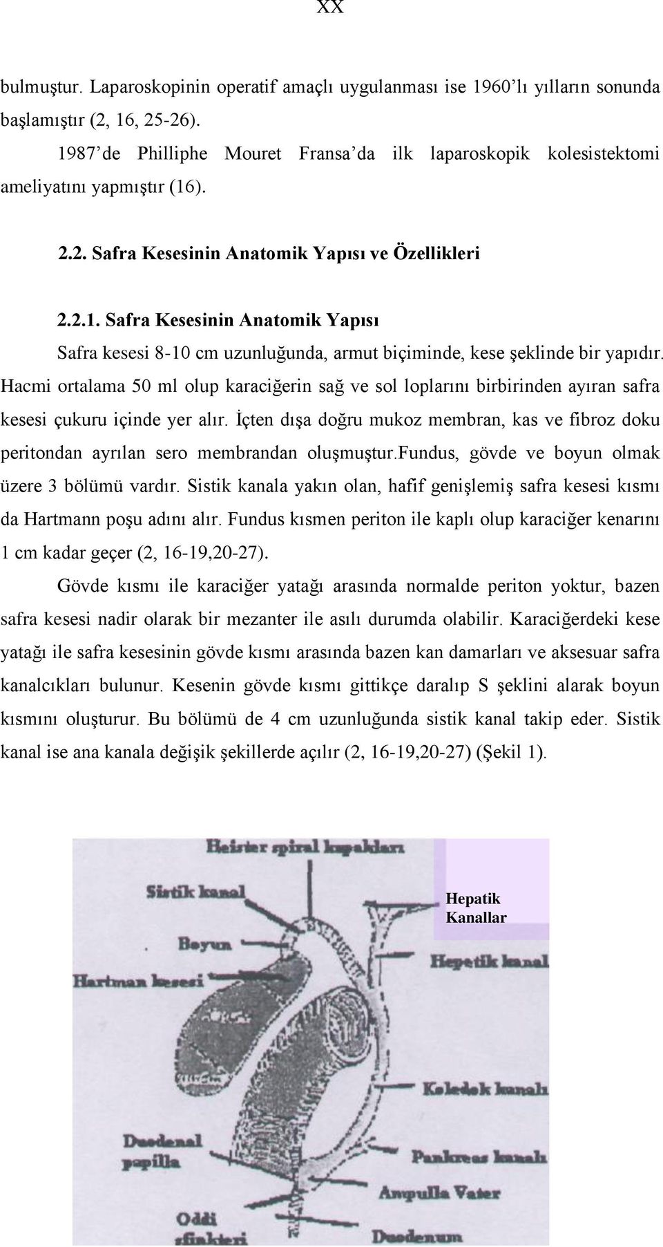 Hacmi ortalama 50 ml olup karaciğerin sağ ve sol loplarını birbirinden ayıran safra kesesi çukuru içinde yer alır.