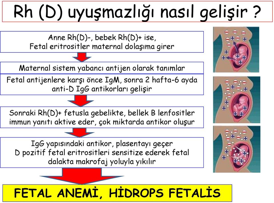 Fetal antijenlere karşı önce IgM, sonra 2 hafta-6 ayda anti-d IgG antikorları gelişir Sonraki Rh(D)+ fetusla gebelikte, bellek