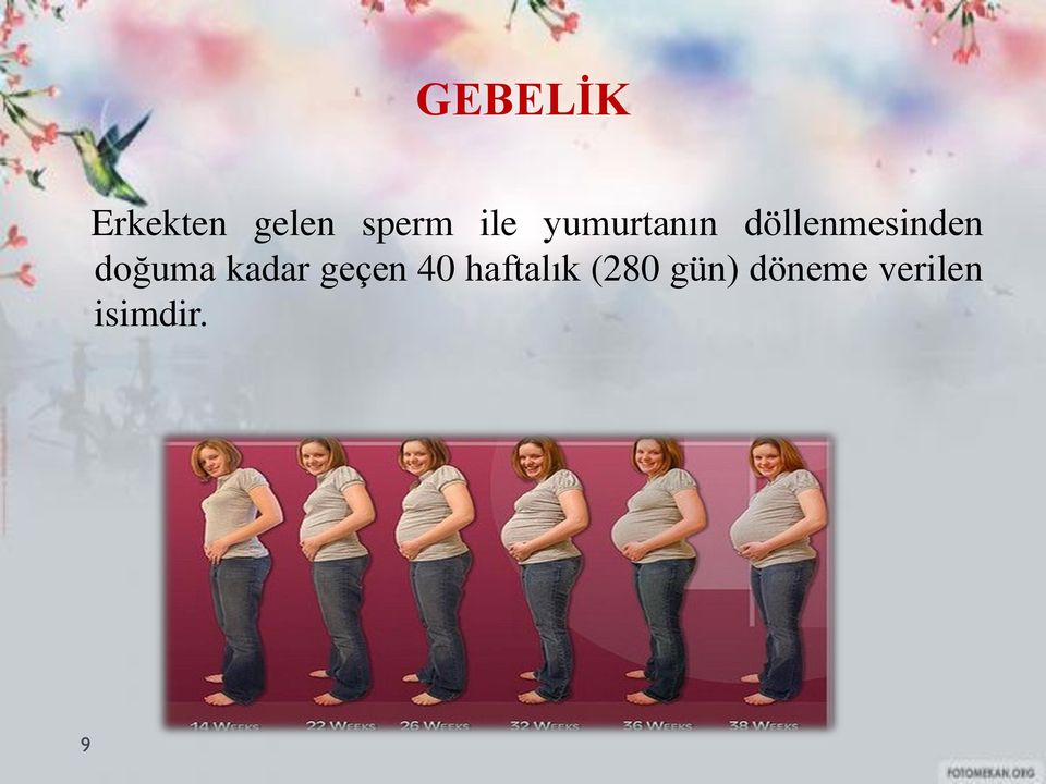 doğuma kadar geçen 40 haftalık