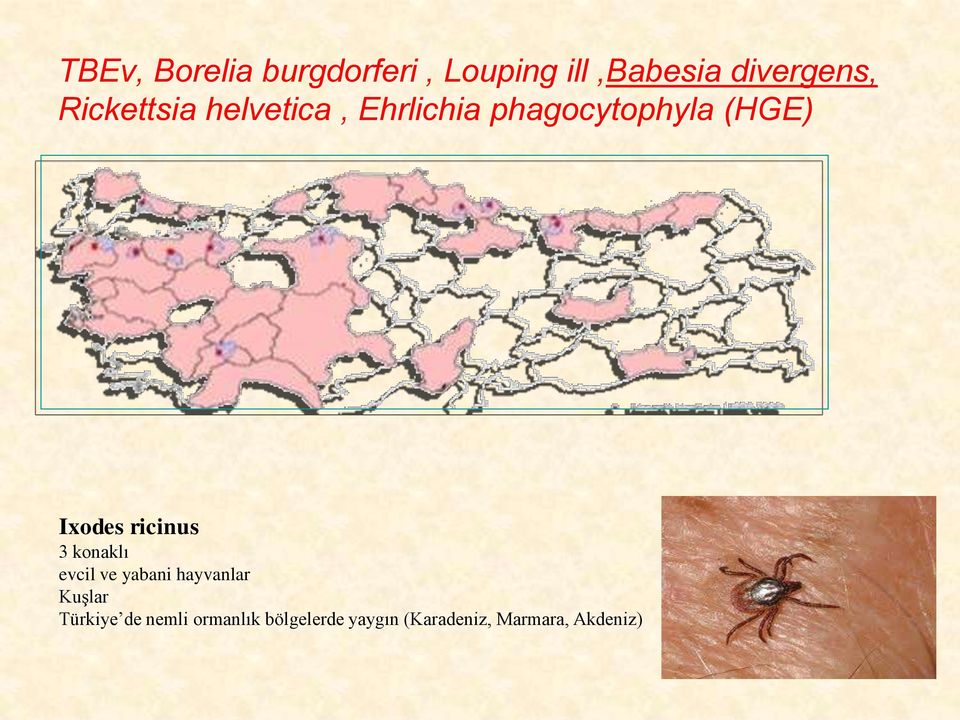 ricinus 3 konaklı evcil ve yabani hayvanlar Kuşlar Türkiye