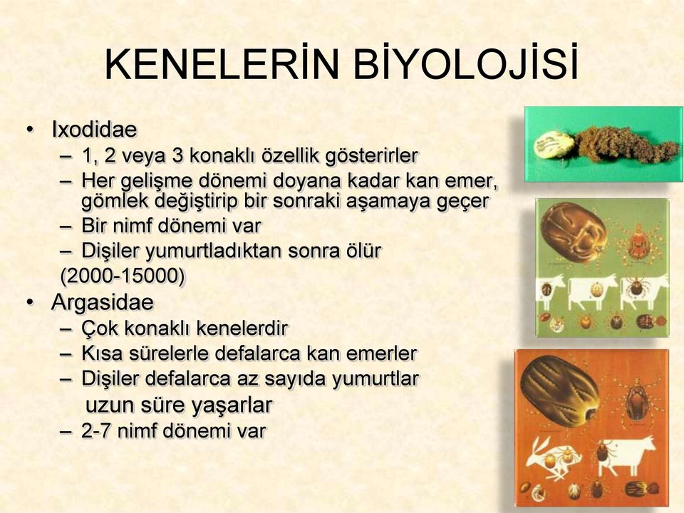 Dişiler yumurtladıktan sonra ölür (2000-15000) Argasidae Çok konaklı kenelerdir Kısa