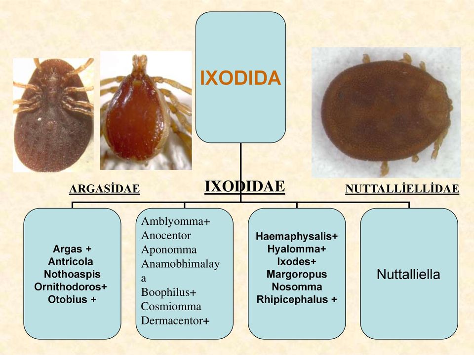 Aponomma Anamobhimalay a Boophilus+ Cosmiomma Dermacentor+