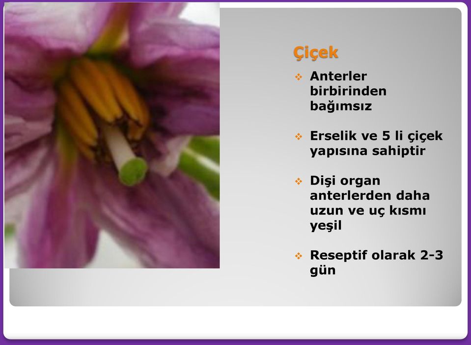 sahiptir Dişi organ anterlerden daha